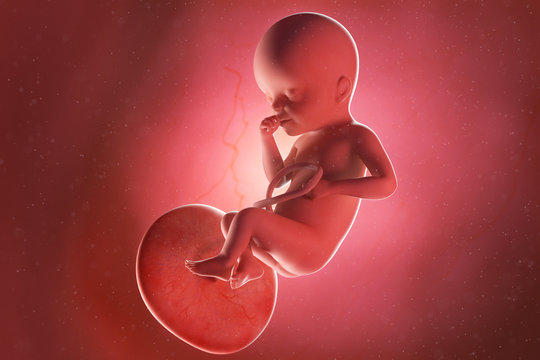 3d rendered medically accurate illustration of a fetus at week 25