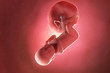 © Sebastian Kaulitzki - 3d rendered medically accurate illustration of a fetus at week 40