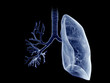 3d rendered medically accurate illustration of the lung and bronchi