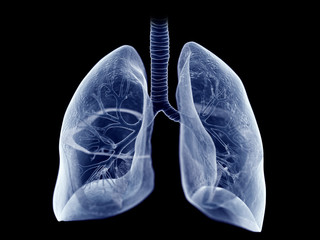 Wall Mural - 3d rendered medically accurate illustration of the lung