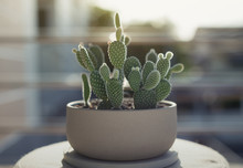Opuntia Or Bunny Ears Cactus In A Gray Ceramic Pot, Opuntia Microdasys (Lehm.) Lehm. Ex Pfeiff. Bunny-ear Prickly Pear