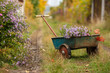 Wheelbarrow with flowers in the garden at the village. Autumn rural still life