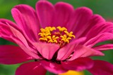 Fototapeta Storczyk - Makro kwiat