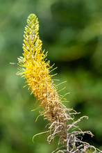 Yellow Flowering Desert Plant In Utah