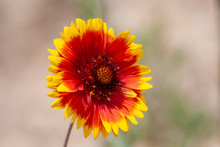 Red And Yellow Indian Blanket Wildflower Basking In The Summer Sunlight