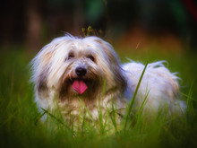 Funny White Coton De Tulear Adult Dog Playing On A Meadow