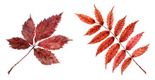 Dry Leaves Of Mountain Ash And Wild Grapes.