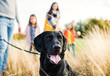 © Halfpoint - A young family with two small children and a dog on a walk in autumn nature.