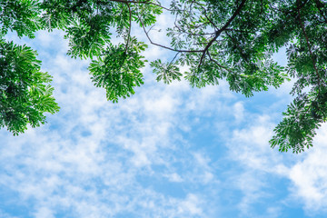 Tree with sky . background