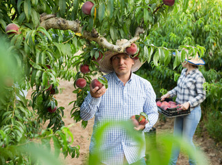 Man farmer picking peaches from tree, girl with crates on background