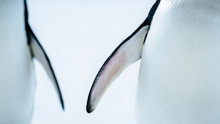 Close Up Of Adelie Penguin's Flipper