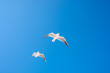 seagulls birds fly in the summer in the sky.