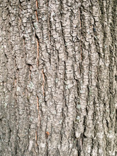 Vertical Background - Bark Of Old Lime Tree