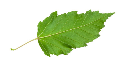 Wall Mural - back side of natural green leaf of amur maple tree
