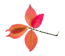 Wall Mural - twig with pink leaves of Euonymus shrub in autumn