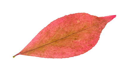 Wall Mural - fallen pink leaf of euonymus plant cutout