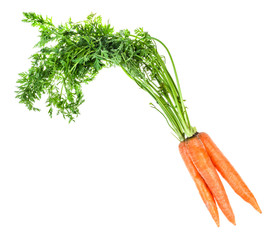 Wall Mural - bundle of fresh organic garden carrot with greens