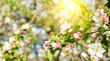 Flowers of apple tree in the rays of a bright sun. Shallow depth of field. Wide photo.