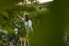 Woman Standing On Ladder, Harvesting Tangerines