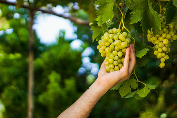 Grapes being inspected by hand for before being harvested, organically grow for fruit and wine, healthy lifestyle, Limassol, Cyprus