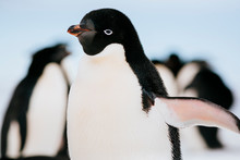 Adelie Penguins, Fast Ice Edge, East Antarctica. Antarctica.