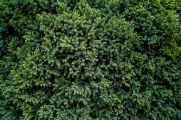 Canvas Print - Green leaf background background, natural background and wallpaper in the flower dome Singapore.