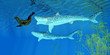 Tiger Shark attacks Seal - A fur seal makes a hasty retreat as two Tiger sharks pursue him near an ocean kelp forest.