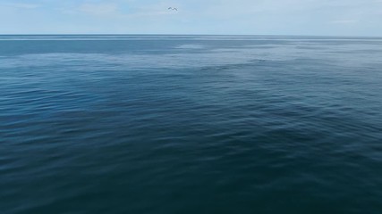 Wall Mural - Group of Killer whales Orcinus orca traveling in blue ocean water, wildlife aerial shot, natural background