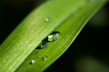 Wall Mural - drops on a green petal