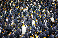 Colony Of King Penguins At Right Whale Bay