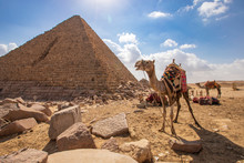 Camels Waiting For Tourists At The Great Pyramids Of Giza