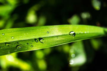 Wall Mural - drops on a green petal