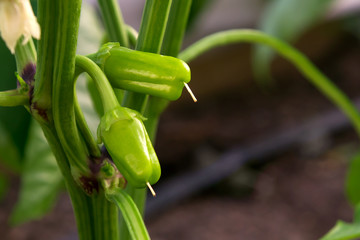 Wall Mural - Two small ovaries of sweet pepper growing in a greenhouse close-up