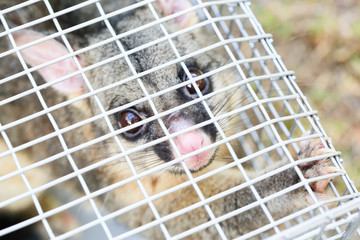 Wall Mural - Possum Caught In a Trap