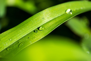 Wall Mural - drops on a green petal