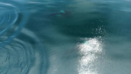 Wall Mural - group of killer whales orcinus orca traveling in blue ocean water, wildlife aerial shot, natural bac