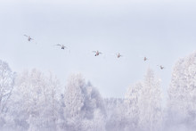 A Group Of Swans Flying Over The Lake. "Lebedinyj" Swan Nature Reserve, "Svetloye" Lake, Urozhaynoye Village, Sovetsky District, Altai Region, Russia