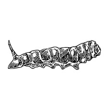 Crawling Caterpillar With Thorn. Sketch. Engraving Style. Vector Illustration. 