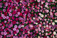 Pared De Flores, Rosas, Colores