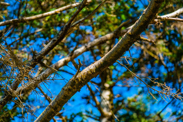 Wall Mural - branch of tree in spring