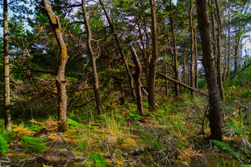 Wall Mural - trees in forest