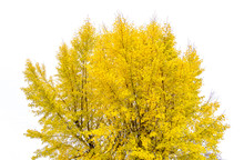 Ginkgo Biloba Tree In Yellow , Golden Leaves Of Ginkgo Biloba Autumn Colors (gingko Tree, Maidenhair Tree) On White Isolated Background