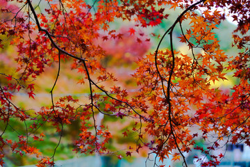 Wall Mural - colorful maple leaves full frame of branches in season change on forrest background in autumn leaves Japan