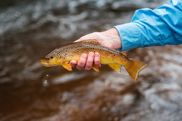 Wall Mural - Fly Fishing Trout