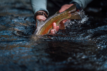 Fly Fishing Trout