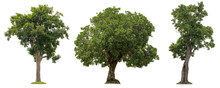 Isolated Of Three Trees On White Background.
