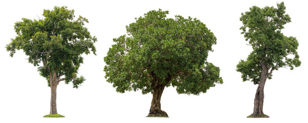 Wall Mural - Isolated of three trees on white background.