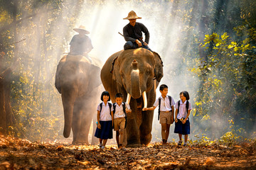 Mahout and student little asian in uniform are raising elephants on walkway in forest. Student little asian girl and boy singsong with him elephant, Tha Tum District, Surin, Thailand.