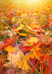 autumn colorful leaves in grass. bright maple leaves close up. concept of autumn season bacground. copy space. close up. shallow depth, soft selective focus