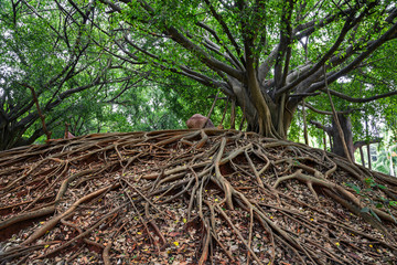 Sticker - Banyan tree in the park.